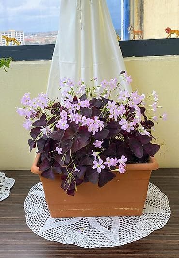 Oxalis Triangularis Bənövşəyi Üçyarpaq Yonca Yuxu Kəpənək Gülü Çox