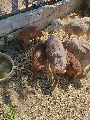 goyercin berde type 0: Cavan ana balla qoyunllardi hec bir diwi tukulmuyub yunllarda — 4