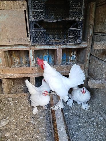 Keçilər, çəpişlər: Toyuq, Damazlıq — 2