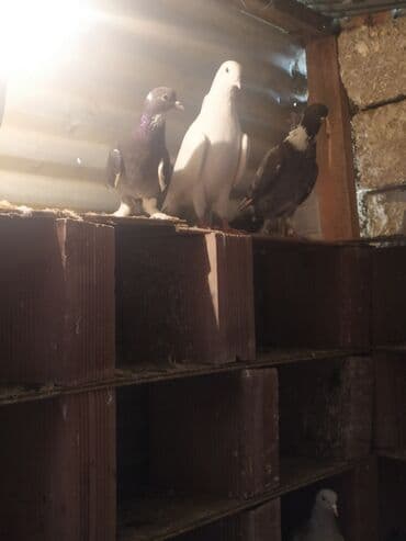 goyercin yuvasi: Salam 13 ədəd quşdu hamsina 80 manat verən olsa verəcəm tək birinci — 8