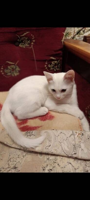 шотландский котенок: Erkək, Yaxşı əllərə — 1