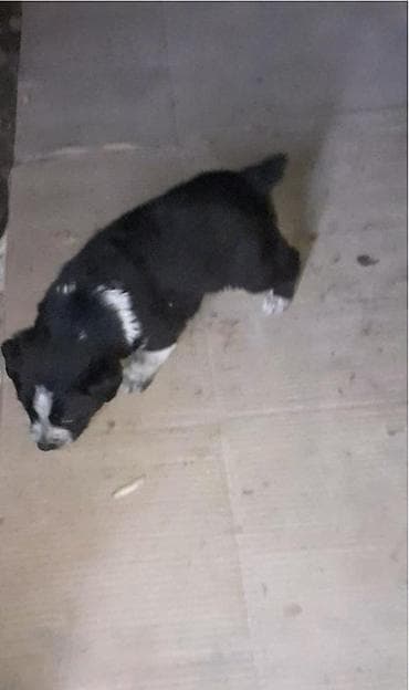 lider 55 cuce: Zvonok — 3