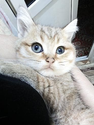 sort pişiklər: Britan, Dişi — 1