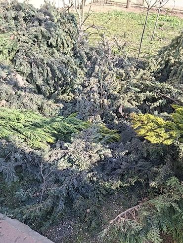 пищевой бак пластиковый 300 литров: Məhsul: Kəsilmiş ağac gövdələri və budaqları Təsvir: - Böyük — 7