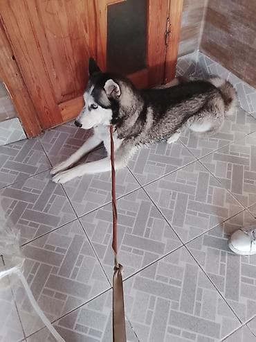 ov itleri satilir: Xaski — 1