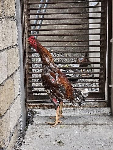 karpat ana arı: Xoruz, Heyratı, il: 1, Ünvandan götürmə — 4