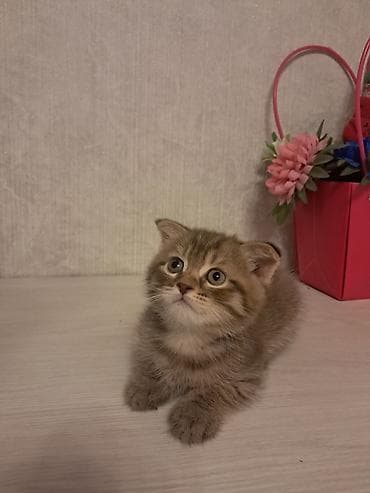 Şotland lalafo.az -da Şotland
