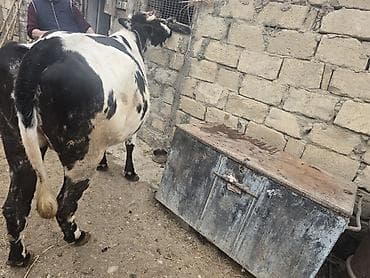 balalı inəklər: Kök düye 0553011600 vacapa yazin — 4