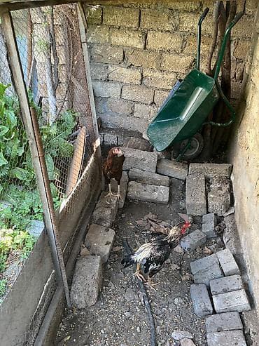 bildircin qiyməti: Toyuq, Damazlıq — 7