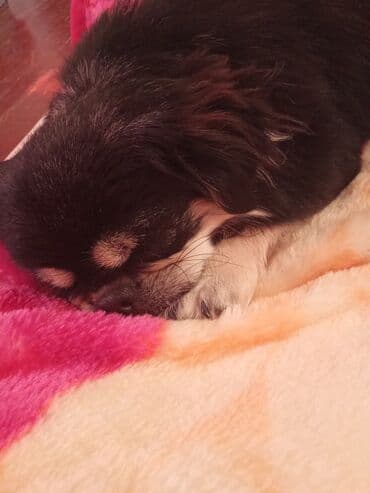 allah butun balalari qorusun: Pekines, 6 ay, Dişi, Peyvəndli, Ödənişli çatdırılma — 2