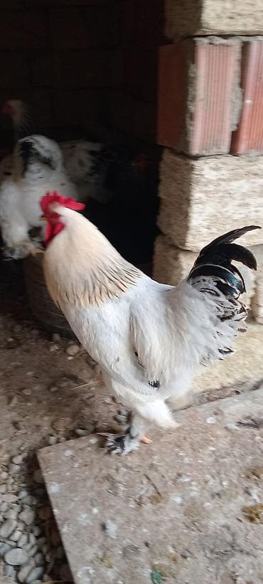 брама лаванда: Brahma xoruzu 9 aya kecib esil damazliqdr 2 eded var deye satram – — 1