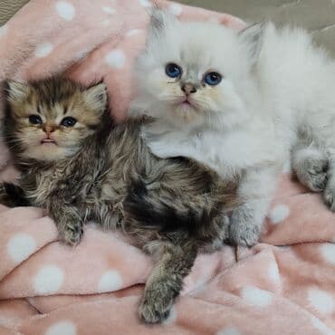 heyvanlar satisi: Şotland, Erkək, Dişi, Yaxşı əllərə, Ünvandan götürmə, Pulsuz çatdırılma, Ödənişli çatdırılma — 5