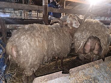 qoyunlar satilir: Təcili satılır qiyməti razılaşmağ olar — 3