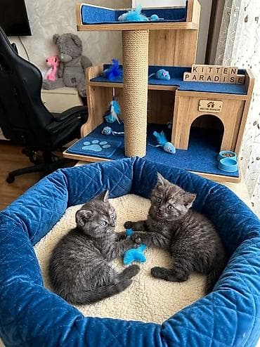 Pişiklər üçün mavi detallarla təchiz olunmuş çoxfunksiyalı oyun