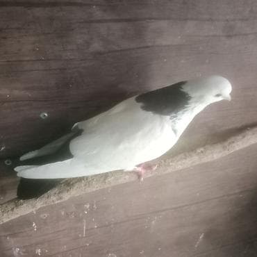 goyərclər: Qara boyun desde qara quyruq erkek mayadi cüt deyiler çutlerin it — 2