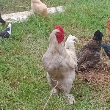 Кошки: Курица, Brama, Для разведения — 5