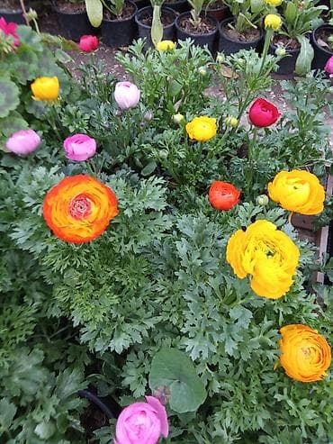 Rəngbərəng ranunkulus (Asiya zanbağı) saksı gülləri - Çeşid