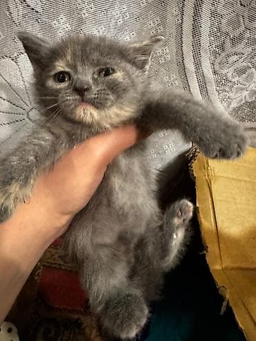 sarı pişik: Yaxşı əllərə — 7