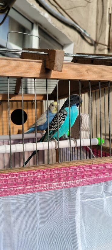 hazır yuva: Yem Qabi,Su Qabi Mel,Komur,Duz Vitaminli Yem. Yuva,Tul Parcasida — 4