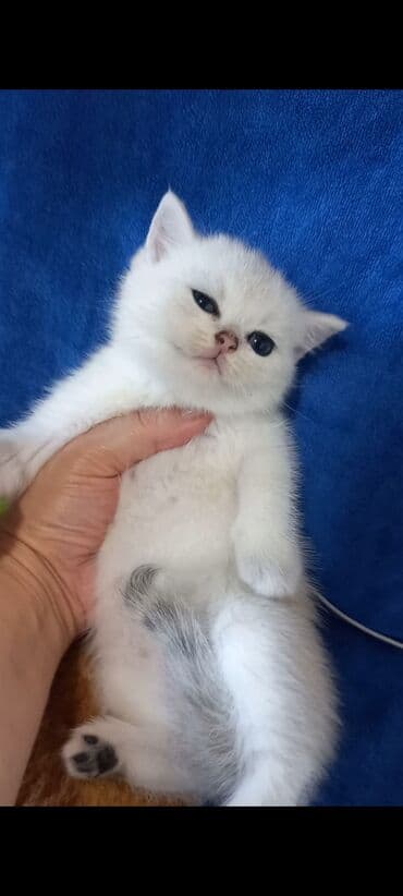 Digər heyvanlar: Britan, Erkək, Yaxşı əllərə, Ünvandan götürmə — 3