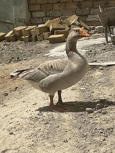 çöl qazı: Qoca qazdı sağlam qazdı prablemi yoxdu tək qalıb deyə satıram tülkü bu — 1