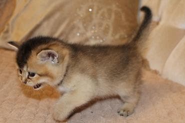 sfinks pişik: Qızıl şinşilla, Erkək, Dişi — 8