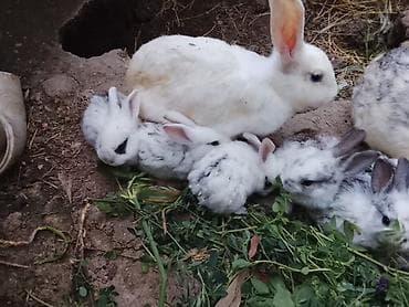 alman afcarkasi satilir: Gümüş-boz və ağ rəngli dekorativ dovşan balaları - Növ: dekorativ/ev — 4