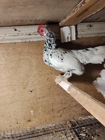 Balıqlar: YaponkalR satilir.Cutu 50 manat.Almayan bosuna yazmasin.Maraqlanan — 3