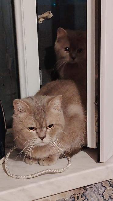 Britan, Erkək, Dişi, Yaxşı əllərə, Ünvandan götürmə