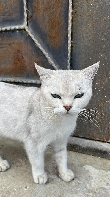 scottish fold satilir: Qızıl şinşilla, Yaxşı əllərə — 3