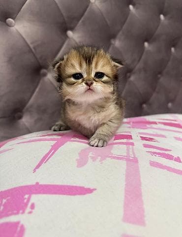 alman avcarkasi satilir: Alman çoban iti, 2 ay, Erkek — 4