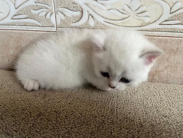 pişiy adları: Yaxşı əllərə — 9