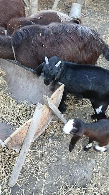 С/х животные и товары: Boer tipli keçilər – ana və balalar Təsvir: - Şəkillərdə Boer mənşəli — 2
