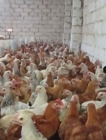 ağ toyuq: Toyuq, Broyler, Ətlik — 5