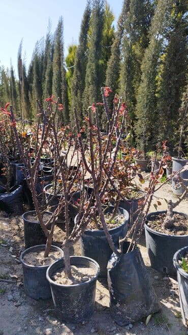 badam qiyməti: Xan cinar 3metir 4 metrlik 15 azin çox alsaz mzakire olunacaq — 11