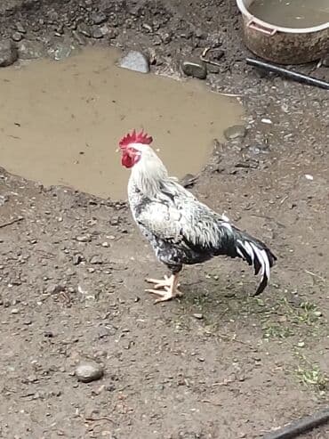 клетки для бойцовых петухов: Məhsul: Xoruz Təsvir: - İri bədənli, güclü quruluşlu kənd xoruzu - — 6