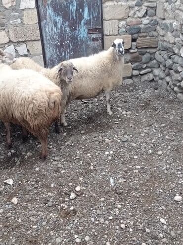 qoyun sortları: Qoyunlar – yerli Salam şəkildə gördüyünüz qoyunlar cəm şəkildə — 9