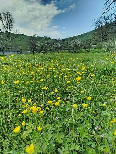 ceyranbatan torpaq: 48 sot, Kənd təsərrüfatı, Mülkiyyətçi, Bələdiyyə — 8