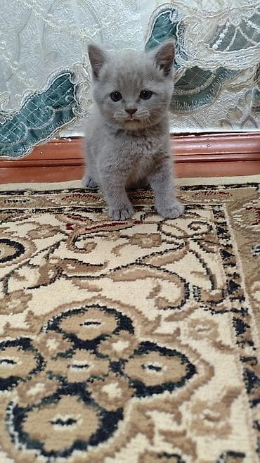 su samuru: Britan, Erkək, Yaxşı əllərə, Ödənişli çatdırılma — 2