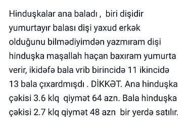 bala ordek: Dişi, Yumurtalıq, Ünvandan götürmə — 1