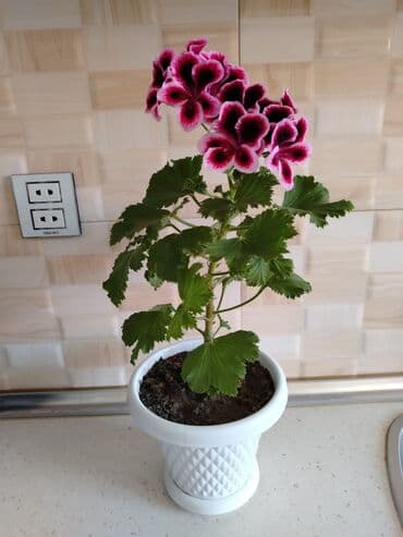 ağacların dərmanlanması: Otaq bitkiləri — 10