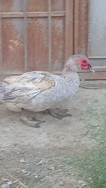 ördək qiyməti: Sonu 60 azn cutu teccili satlir lələklər, üzərində xarakterik qırmızı — 3