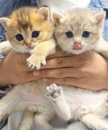 arı şəkilləri: Qızıl şinşilla, Yaxşı əllərə, Pulsuz çatdırılma — 7