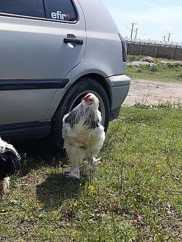 pitbull qiymetleri: 3 dənə xoruzdu Heç 1 yaşları yoxdu 2 si təzə banlamağa başlayıb biri — 3