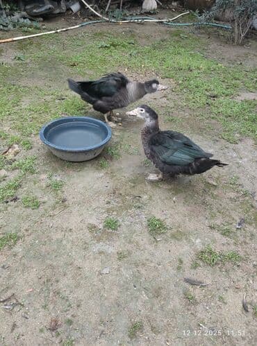 it dami satilir: Zümrüdü lal ördək,biri ərkey biri dişidi.4 ayliqdi.Ev heyvaniditam — 3