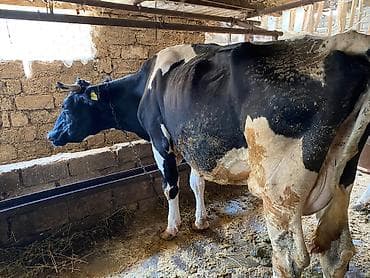 mal bazari: Ünvan məhəmmədi Südlük inəklər mor 15 16 balasız qara ala 14 balasız — 6