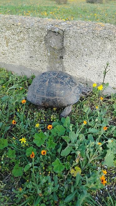 qurbağa şəkilləri: Quru tısbağa Evcil tısbağa belə at kimi gedir - Növ: quru/səhra — 4