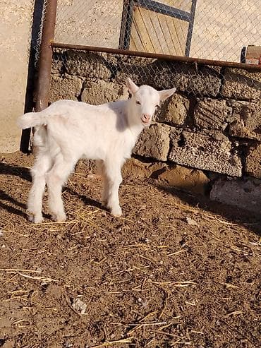 Erkək saanen çəpişi.25 günlükdür.Üçəm doğulublar.Anasının süd verimi