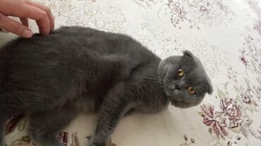 вислоухие коты серые: Шотладская вислоухая, Самец — 2