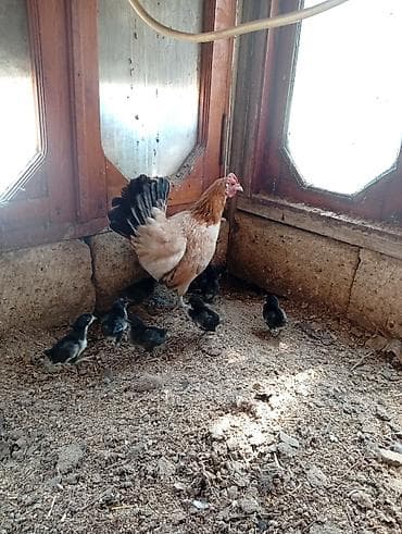 lider 55 toyuq: Toyuq, Yumurtalıq, Ödənişli çatdırılma — 4